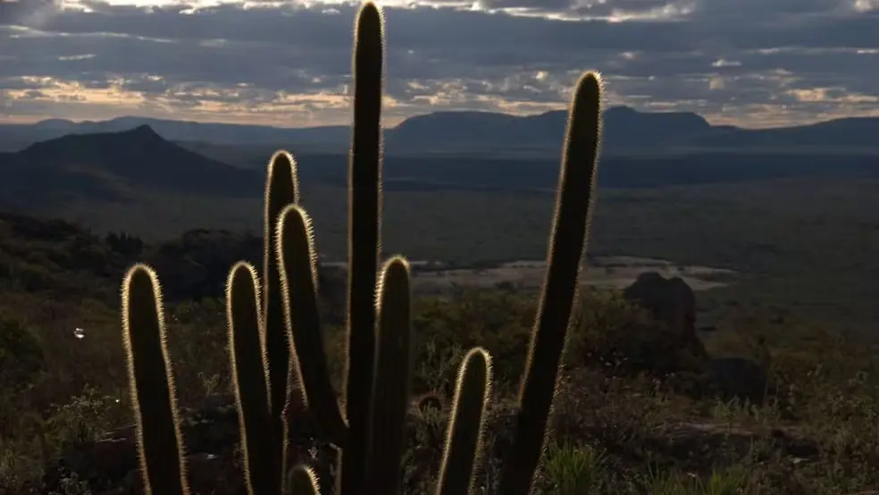 Caatinga respondeu por quase 40% das remoções de gases de efeito estufa no Brasil em 2022, aponta pesquisa da UFCG