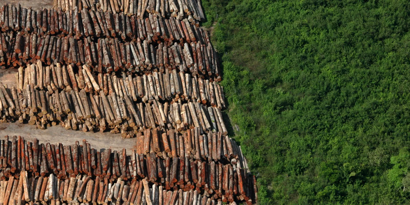 Desmatamento da Mata Atlântica cai no Brasil e Minas mantém redução